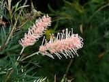 Grevillea 'Pink Surprise' is a shrub that grows to about 3 m tall. The shiny green leaves are divided into long narrow lobes. The leaf is about 30 cm long and about 10 cm wide, and the lobes are...